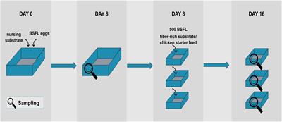 Isolation and Identification of Dominant Bacteria From Black Soldier Fly Larvae (Hermetia illucens) Envisaging Practical Applications